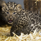 Illustration for article titled ZOMG BABY AMUR LEOPARDS!!!